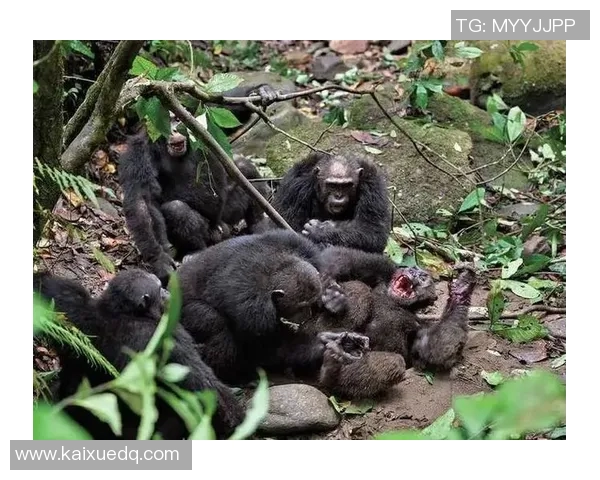 足球明星与猩猩的相似之处揭示了人类与动物的奇妙联系与幽默一面 足球明星与猩猩的相似之处揭示了人类与动物的奇妙联系与幽默一面